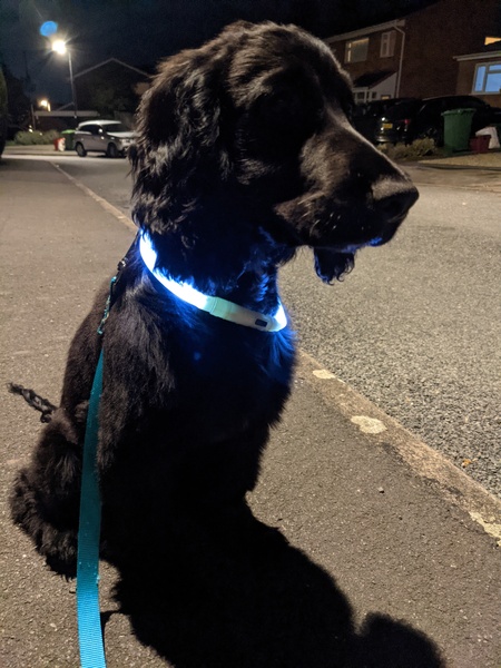 Puppy survival thread. Cold nights in the garden ... yeah...no