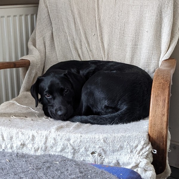 Puppy survival thread. Cold nights in the garden ... yeah...no