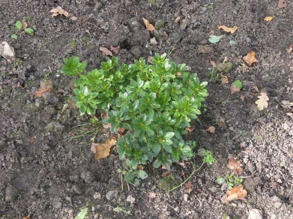 Japanese azalea not pulling its weight
