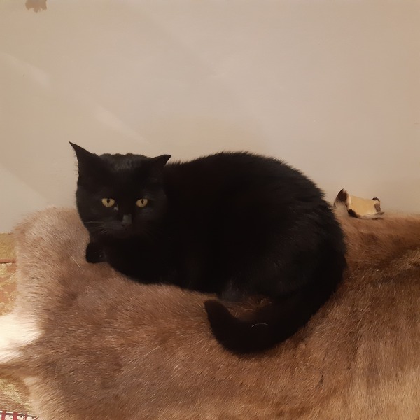 Lucky black cat appreciation thread