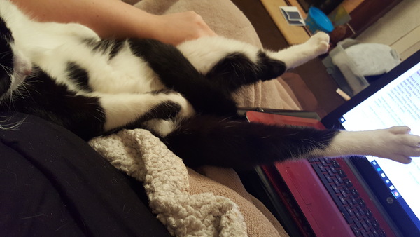 Help!  I'm trapped under a cat