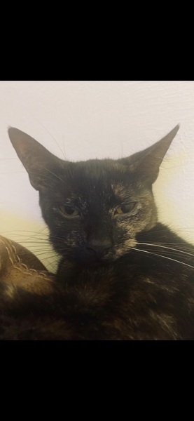 Do you think your cat likes you?