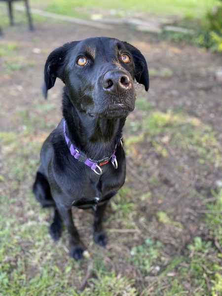 Happy black dog day!