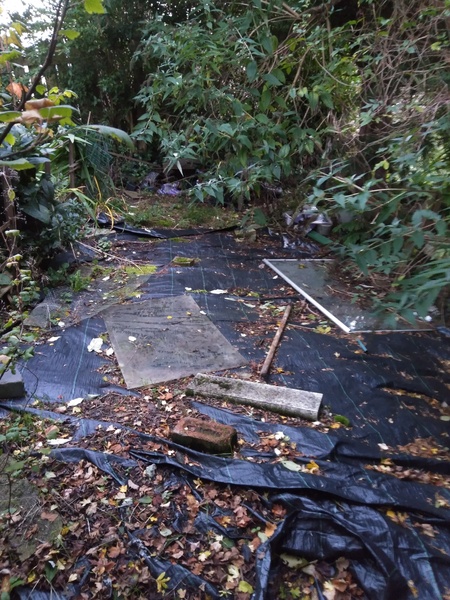 "Re-wilding" a shady area