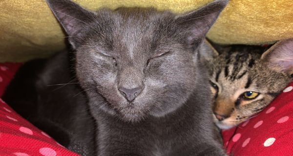 Help!  I'm trapped under a cat