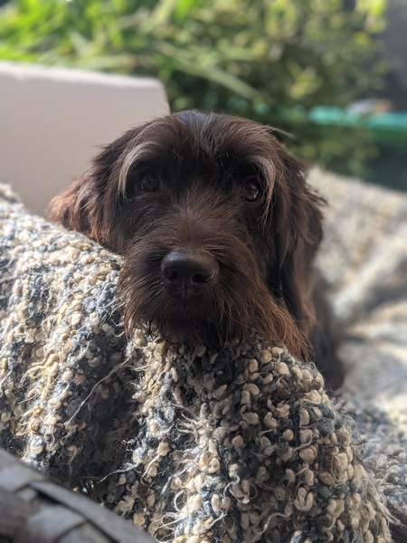 Who fancies a lovely thread filled with dogs?