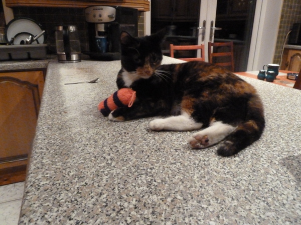 Where the cat parents at?