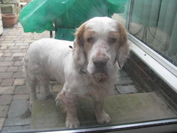 Who fancies a lovely thread filled with dogs?