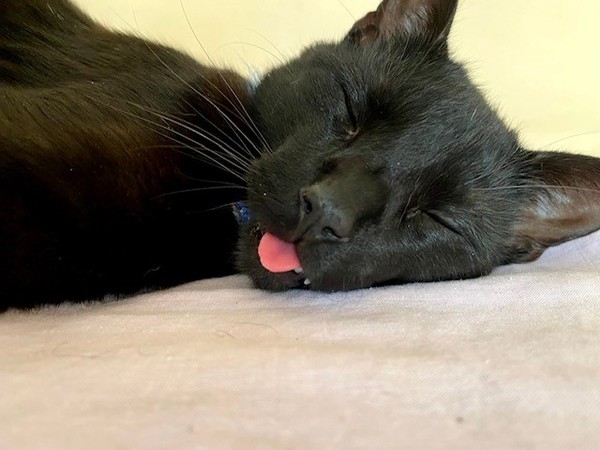 Lucky black cat appreciation thread