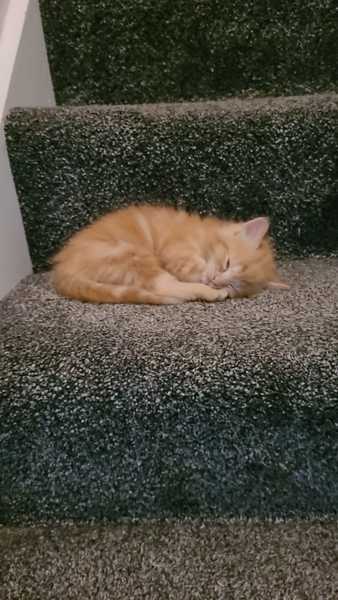 Chez Ollie - "Give me your tired, your paw, your purring masses..." - All welcome