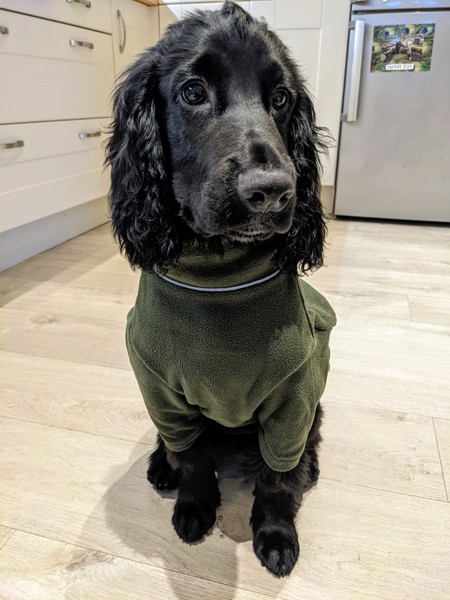Puppy survival thread. Oct/Nov fireworks!