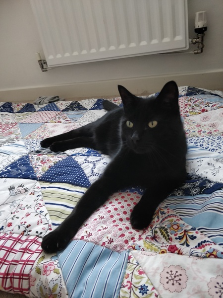 Lucky black cat appreciation thread