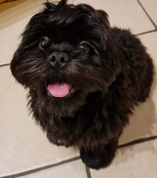 Puppy survival thread. Oct/Nov fireworks!