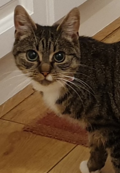 Settling a new cat