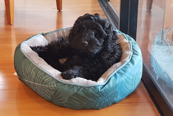 Happy black dog day!