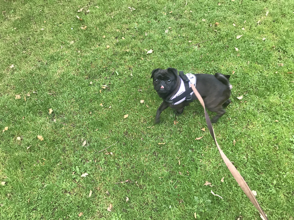 Meet my new foster!