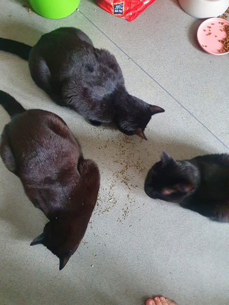 Lucky black cat appreciation thread