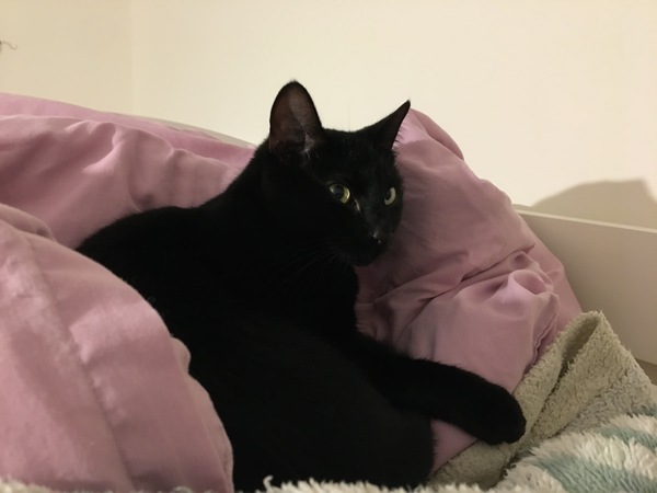 Lucky black cat appreciation thread