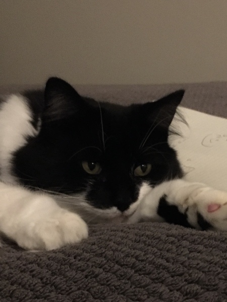Chez Ollie - "Give me your tired, your paw, your purring masses..." - All welcome