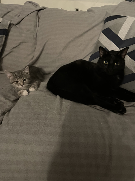 Lucky black cat appreciation thread