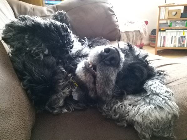 Who fancies a lovely thread filled with dogs?