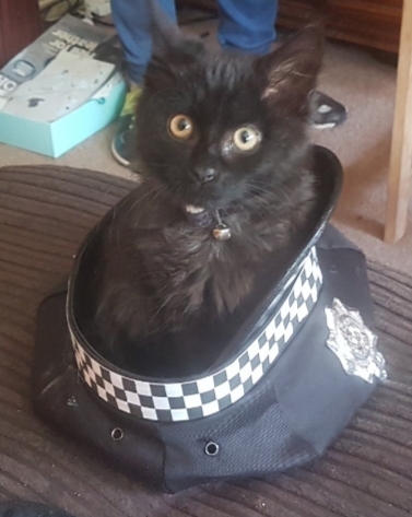Show me your black cats!