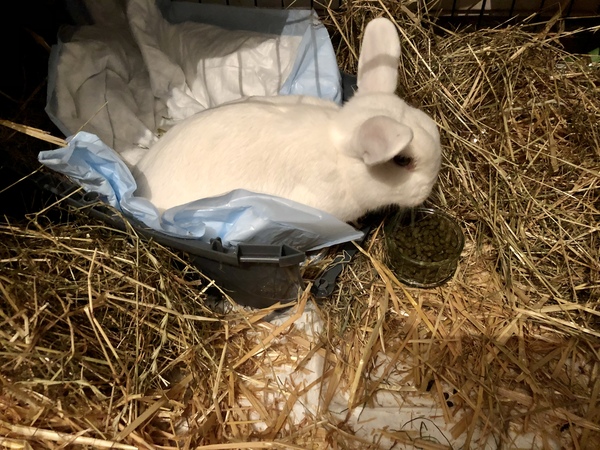 Poorly bunny opinions