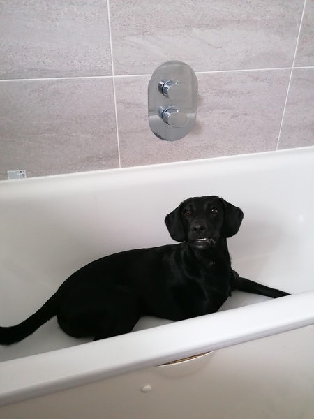 Happy black dog day!