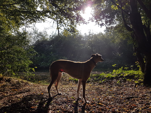 Who fancies a lovely thread filled with dogs?