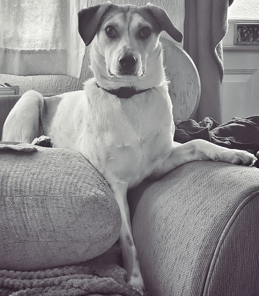 Talk to me about dog owning