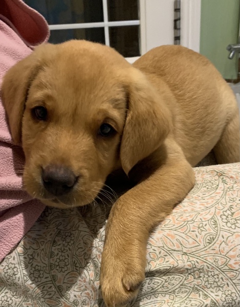 Who fancies a lovely thread filled with dogs?