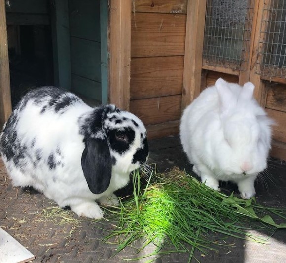 Inspired by the dog thread would anyone like to talk rabbits?