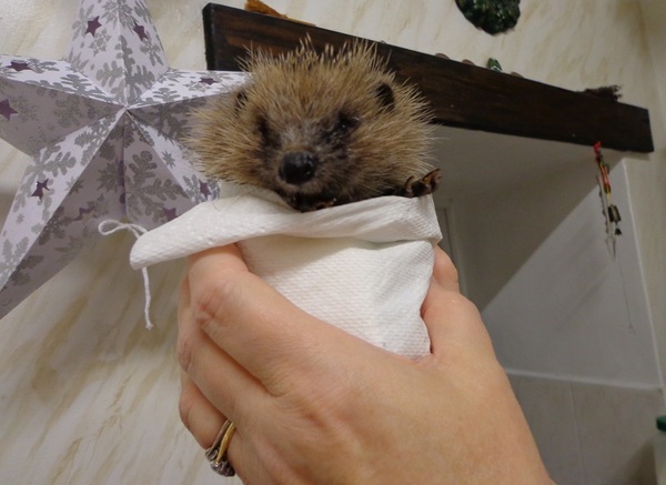 How do you catch a hedgehog?