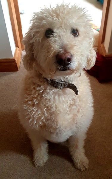 The best dog treat for the best dog please??