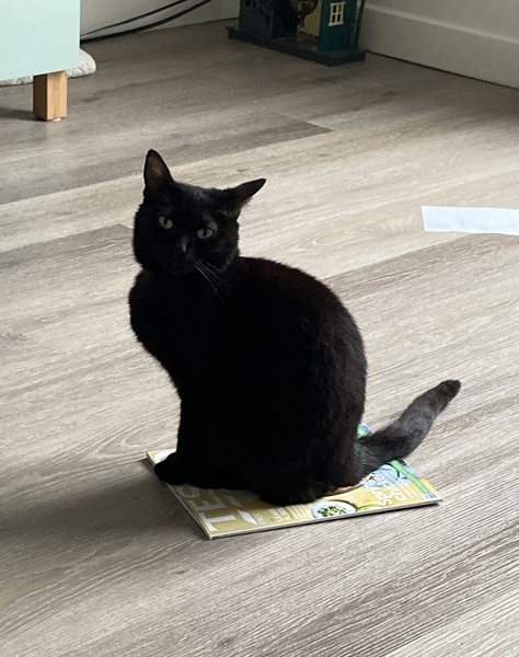 Lucky black cat appreciation thread