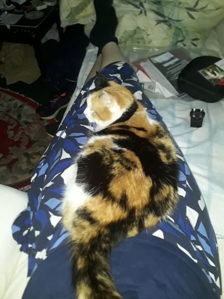 Help!  I'm trapped under a cat