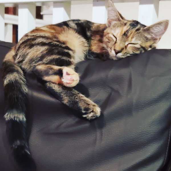 To ask for your help with Alan