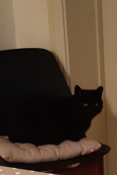 Show me your black cats!