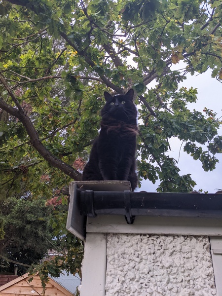 Show me your black cats!
