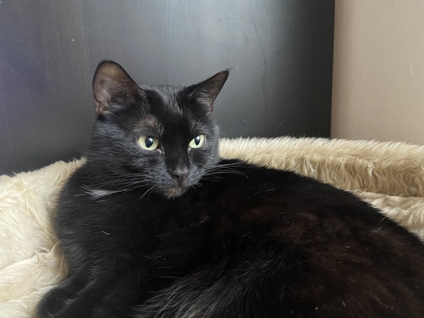 Show me your black cats!