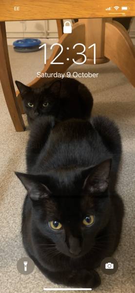 Lucky black cat appreciation thread