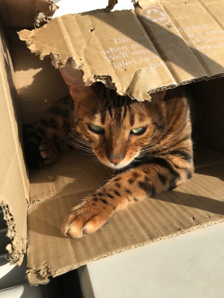Chew toy for half Bengal