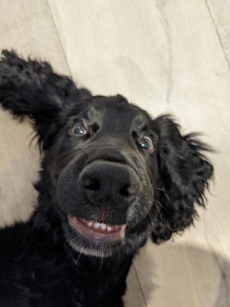 Who fancies a lovely thread filled with dogs?
