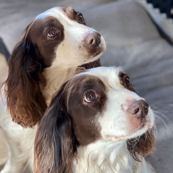 Anyone else won the dog lottery with their dog?