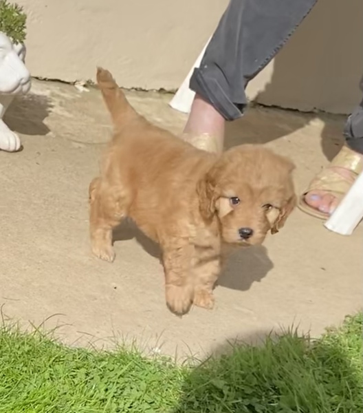 Getting a puppy on Friday