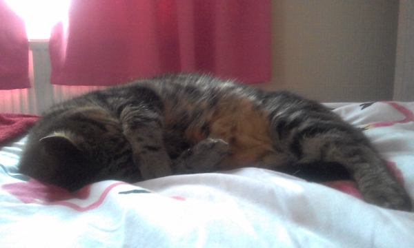 The cat is broken...