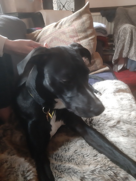 Puppy survival thread. Oct/Nov fireworks!