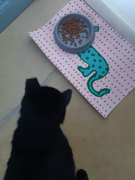 Lucky black cat appreciation thread