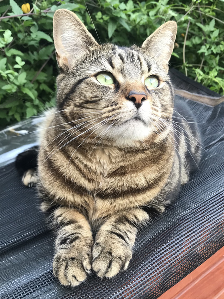 Where to buy kittens?!