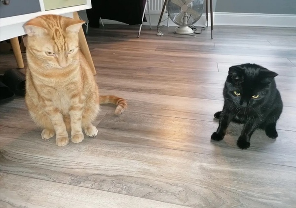 Overly boisterous cat